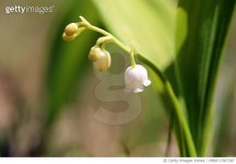 MBRF17007387 | 게티이미지코리아 | 은방을꽃 Royalty-Free 이미지