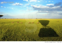719871901 | 게티이미지코리아 | The shadow of a hot air balloon over a herd of animals moving through grassland. Royalty-Free... 