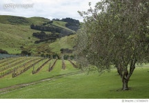 673668470 | 게티이미지코리아 | Olive trees and grape vines on Waiheke Island. Rights-Managed 이미지