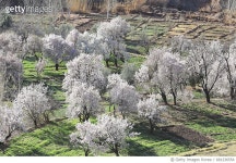 681236554 | 게티이미지코리아 | FLOWERING IN ATLAS MOUNTAINS Rights-Managed 이미지