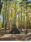 675827196 | 게티이미지코리아 | Tee-pee shaped pile of dead branches in woods Royalty-Free 이미지