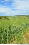 680323598 | 게티이미지코리아 | Low angle vertical image of your wheat field with rolling hills behind, houses and sky Royalty... 