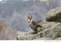 686648652 | 게티이미지코리아 | Chamois Royalty-Free 이미지