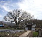 MIVA17000404 | 게티이미지코리아 | 남원 진기리 느티나무(천연기념물281호) Rights-Managed 이미지