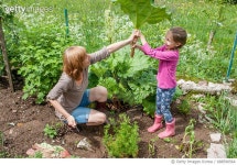 688590564 | 게티이미지코리아 | Mother And Daughter Harvesting Rhubarb Leaves In The Mountain Vegetable Garden Royalty-Free 이미지