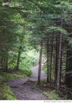 692247510 | 게티이미지코리아 | Walking path in Fundy National Park, in the Maritime province of New Brunswick. Royalty-Free... 