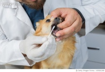 693992386 | 게티이미지코리아 | Pritty dog Royalty-Free 이미지