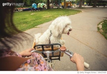 694153400 | 게티이미지코리아 | She takes me everywhere Royalty-Free 이미지