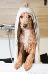 696230428 | 게티이미지코리아 | Dog grooming a poodle Royalty-Free 이미지
