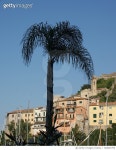 726847755 | 게티이미지코리아 | Low Angle View Of Tree Against Clear Blue Sky Royalty-Free 이미지