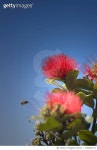 726850771 | 게티이미지코리아 | Low Angle View Of Red Flowers Royalty-Free 이미지