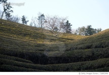 726853981 | 게티이미지코리아 | Tea Plantation Against Sky Royalty-Free 이미지