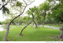 726854141 | 게티이미지코리아 | Trees Growing On Grassy Field At Park Royalty-Free 이미지