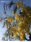 726854283 | 게티이미지코리아 | Low Angle View Of Yellow Flowers Growing On Tree Against Sky Royalty-Free 이미지