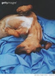 726859135 | 게티이미지코리아 | Dog Sleeping On Sofa Royalty-Free 이미지