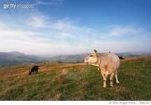 726861787 | 게티이미지코리아 | Cows Grazing On Hill Royalty-Free 이미지