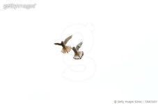 726872457 | 게티이미지코리아 | Close-Up Of Birds Over White Background Royalty-Free 이미지