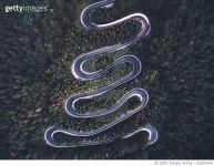 726874289 | 게티이미지코리아 | Aerial View Of Winding Road Amidst Forest Royalty-Free 이미지