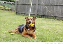 726880783 | 게티이미지코리아 | Portrait Of Dog On Grassy Field Royalty-Free 이미지