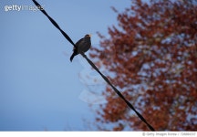 726884337 | 게티이미지코리아 | Low Angle View Of Bird Perching On Power Line Royalty-Free 이미지