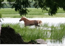 726889375 | 게티이미지코리아 | Horse Running In March Royalty-Free 이미지
