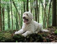 726895397 | 게티이미지코리아 | Dog In Forest Royalty-Free 이미지