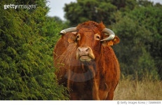 726896505 | 게티이미지코리아 | Close-Up Of Brown Cow Outdoors Royalty-Free 이미지