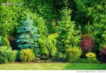726922449 | 게티이미지코리아 | Close-Up Of Fresh Green Plants Royalty-Free 이미지