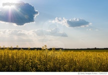 726922527 | 게티이미지코리아 | Scenic View Of Oilseed Rape Field Against Sky Royalty-Free 이미지