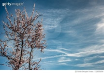 726928289 | 게티이미지코리아 | Low Angle View Of Blossom Tree Against Sky Royalty-Free 이미지