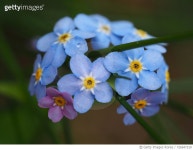 726947319 | 게티이미지코리아 | Close-Up Of Blue Flowers Royalty-Free 이미지