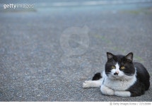 727139989 | 게티이미지코리아 | Close-Up Portrait Of Cat Royalty-Free 이미지
