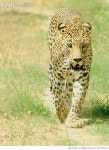 727141617 | 게티이미지코리아 | Leopard Walking On Grassy Field Royalty-Free 이미지