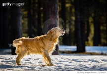 727144297 | 게티이미지코리아 | Dog Standing In Forest Royalty-Free 이미지