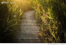 728829575 | 게티이미지코리아 | Boardwalk Amidst Plants On Field Royalty-Free 이미지