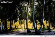728838851 | 게티이미지코리아 | Scenic View Of Palm Trees Royalty-Free 이미지