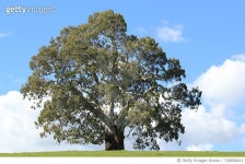 728858413 | 게티이미지코리아 | Low Angle View Of Tree Against Sky Royalty-Free 이미지