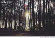 728865879 | 게티이미지코리아 | Trees In Forest Against Sky Royalty-Free 이미지