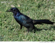 728876607 | 게티이미지코리아 | Close-Up Of Bird Perching On Field Royalty-Free 이미지