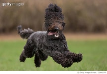 728882785 | 게티이미지코리아 | Close-Up Of Dog Running Royalty-Free 이미지