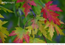 728886205 | 게티이미지코리아 | Close-Up Of Maple Leaves Royalty-Free 이미지
