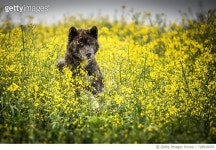 728918455 | 게티이미지코리아 | Close-Up Of Akita Dog In Yellow Flowers On Field Against Sky Royalty-Free 이미지