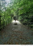 730191043 | 게티이미지코리아 | Boy Standing Amidst Trees On Footpath At Forest Royalty-Free 이미지