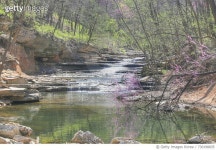 730198835 | 게티이미지코리아 | Scenic View Of Forest Royalty-Free 이미지