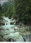 730199187 | 게티이미지코리아 | Scenic View Of River Amidst Trees In Forest Royalty-Free 이미지