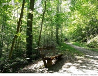 730215307 | 게티이미지코리아 | Trees In Forest Royalty-Free 이미지
