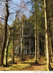 730216293 | 게티이미지코리아 | Trees In Forest Royalty-Free 이미지