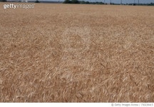 730239415 | 게티이미지코리아 | Close-Up Of Crops In Field Royalty-Free 이미지
