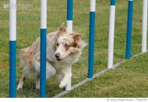 730260765 | 게티이미지코리아 | Portrait Of Dog Standing Outdoors Royalty-Free 이미지