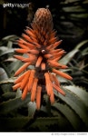 730266697 | 게티이미지코리아 | Close-Up Of Orange Flower Blooming Outdoors Royalty-Free 이미지